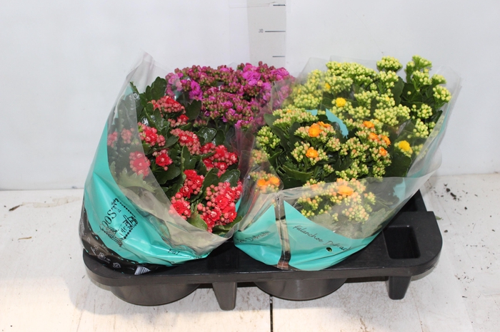 KALANCHOE DOBRADO C21