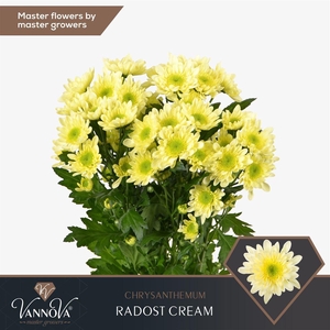 Chr T Radost Cream