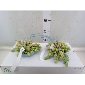 Sedum burrito