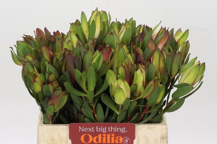 <h4>Leucadendron Senorita</h4>