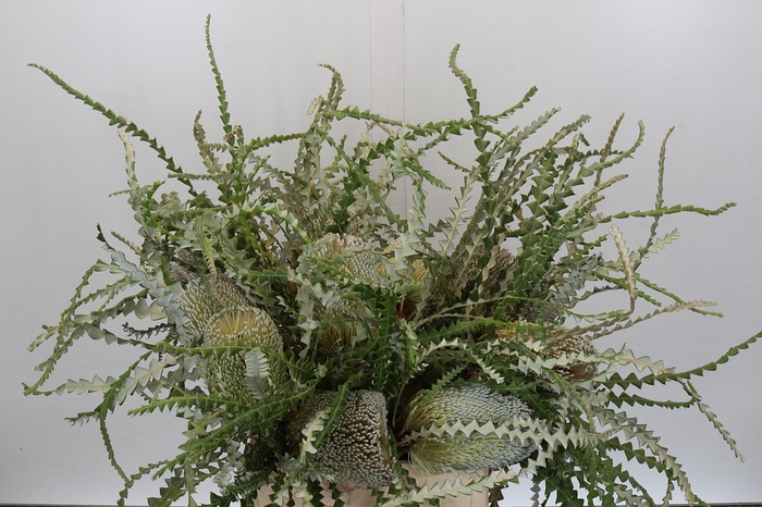 <h4>Banksia Speciosa</h4>