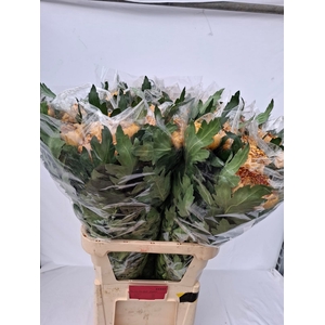 Chrys bl bislet bronze