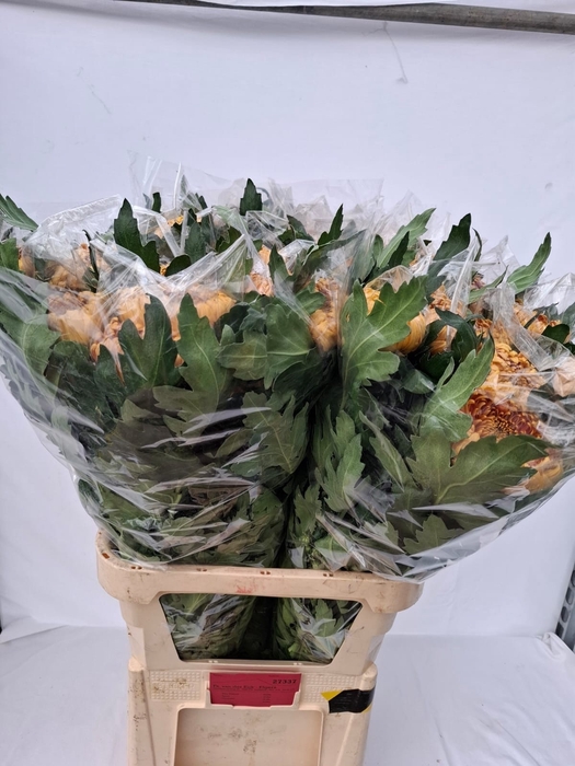 <h4>Chrys bl bislet bronze</h4>