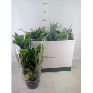 Platycerium bifurc. 'Netherlands'