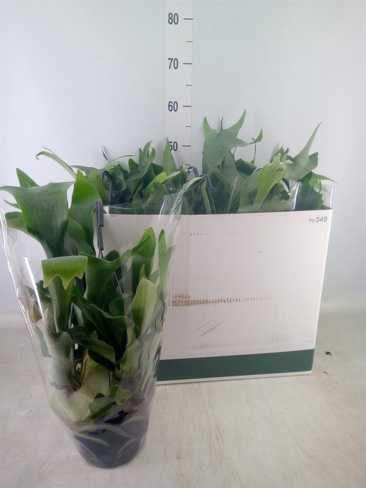 <h4>Platycerium bifurc. 'Netherlands'</h4>