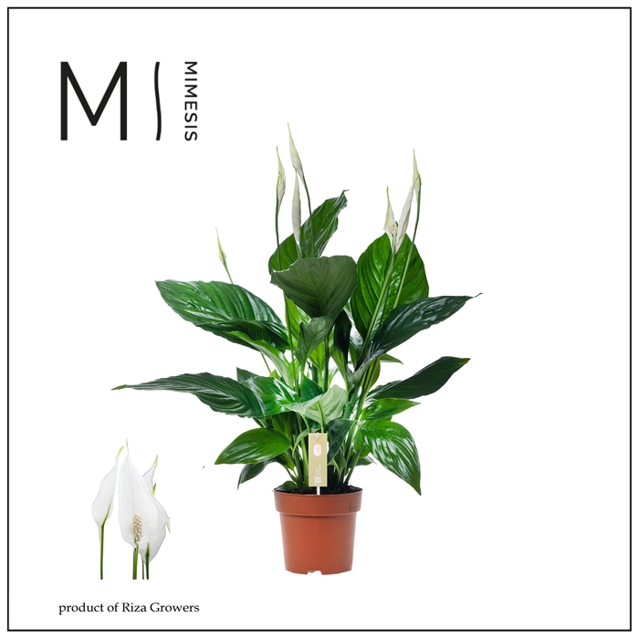 <h4>Spathiphyllum Sweet Ricardo - 13cm | Mimesis</h4>