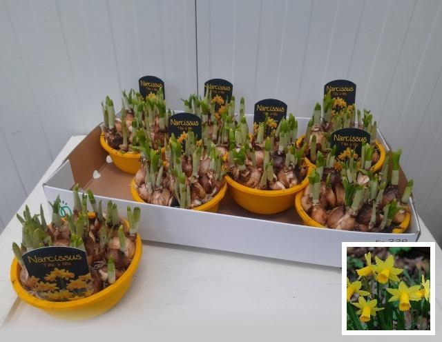 <h4>NARC O TETE A TETE</h4>