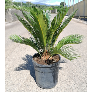 Cycas revoluta