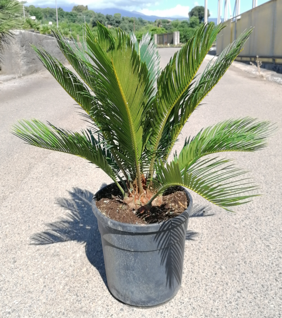 <h4>Cycas revoluta</h4>