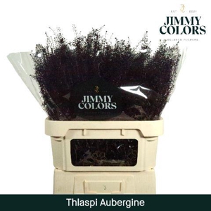 Thlaspi Gekleurd Klbh. Aubergine