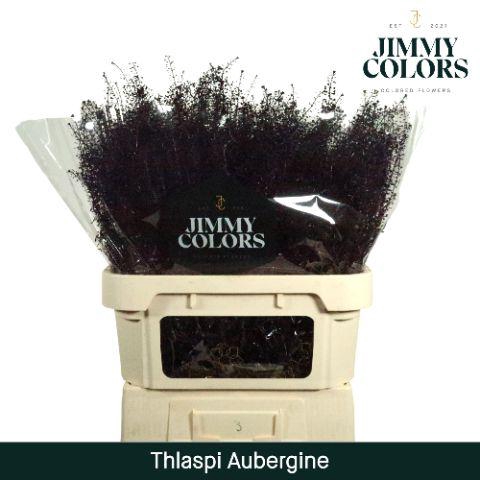 <h4>Thlaspi Gekleurd Klbh. Aubergine</h4>