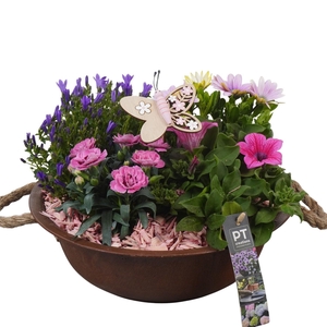 PTPP6843 Arrangement Patio in metalen schaal