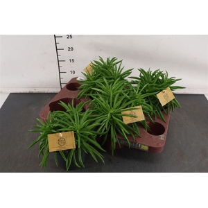 Peperomia 12 Cm. P. Ferreyrae Nevada