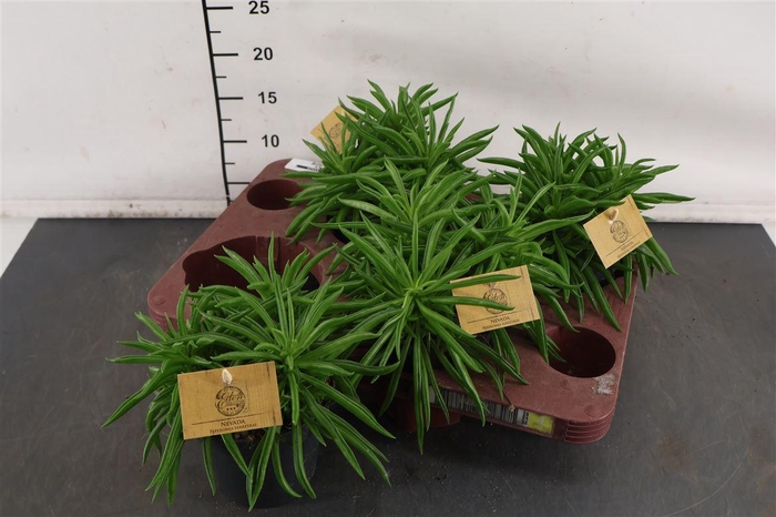 <h4>Peperomia 12 Cm. P. Ferreyrae Nevada</h4>