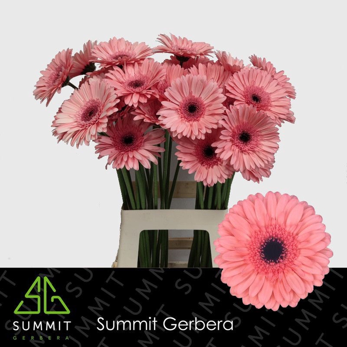 <h4>Gerbera Scala Water x40</h4>