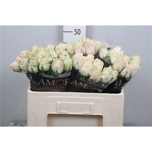 R Gr Wedding Rose