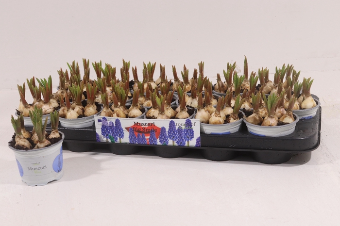 <h4>MUSCAR BIG SMILE</h4>