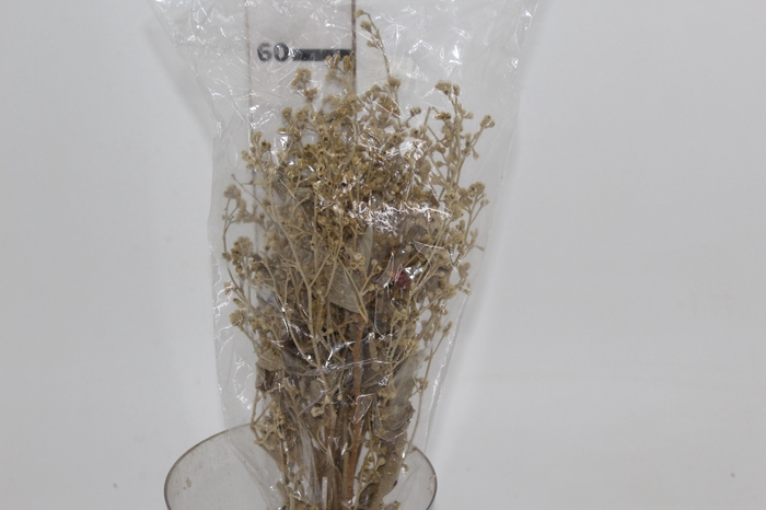 <h4>DEDO DE ANJO NATURAL FLOR DESIDRATADA BUQUE FLORES SECAS</h4>
