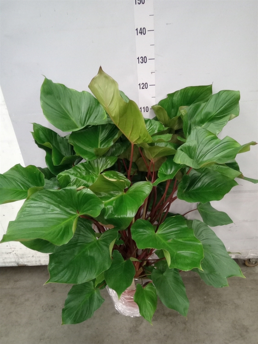 <h4>Homalomena rubescens 'Maggy'</h4>