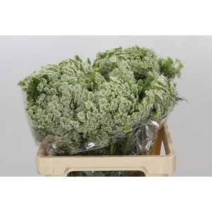 Ammi Visnaga Casablanca