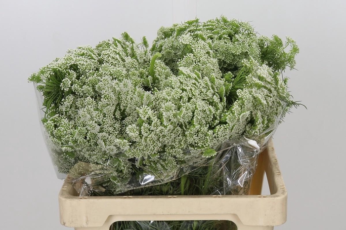 <h4>Ammi Visnaga Casablanca</h4>