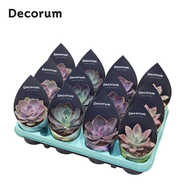 <h4>Echeveria Pink Mix (4spc.) (decorum)</h4>