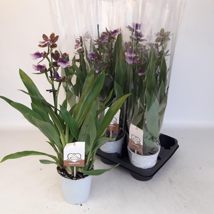 <h4>ZYGOP LOUISENDORF</h4>