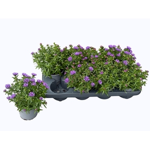 ASTER NB HENR I BLUE