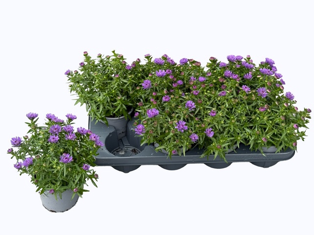 <h4>ASTER NB HENR I BLUE</h4>