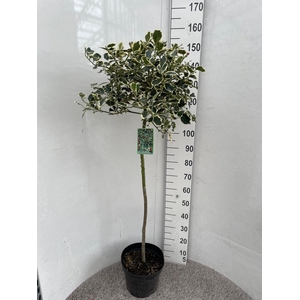ILEX AQ ARGENTEA MAR