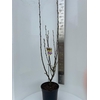 Malus Malus Golden Hornet