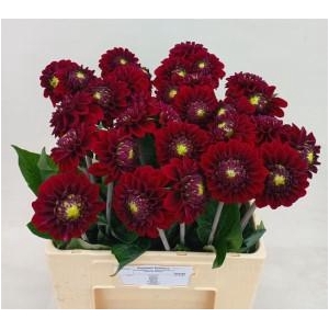Dahlia black fox