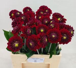 <h4>Dahlia black fox</h4>