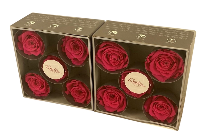 <h4>ARR ROSA POT H%</h4>