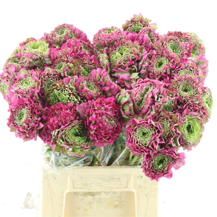 <h4>Ran Ponpon Aladdin Green/cerise Extra</h4>