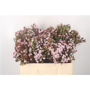 Erica Four Sister Per Bunch