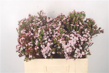 <h4>Erica Four Sister Per Bunch</h4>