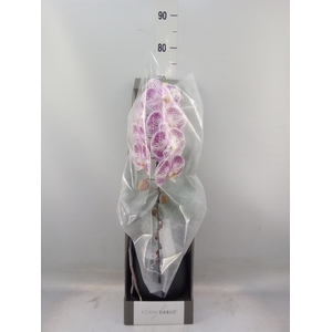 Phalaenopsis   ...lilac