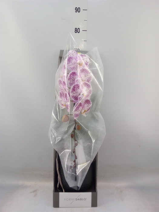 <h4>Phalaenopsis   ...lilac</h4>