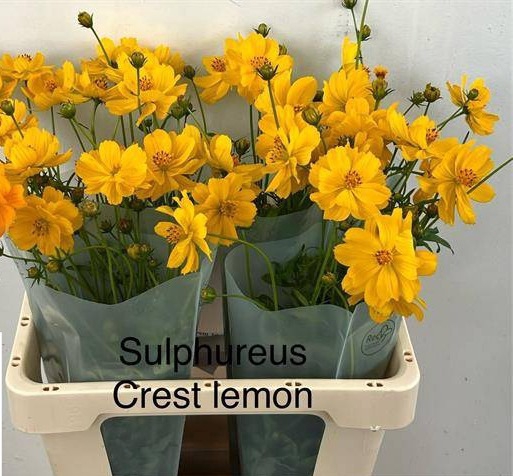 <h4>COSMOS BIPINNATUS CREST LEMON</h4>