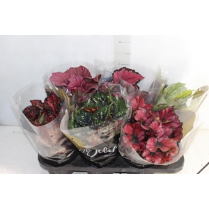 BEGONIA BELEAF P15 PO