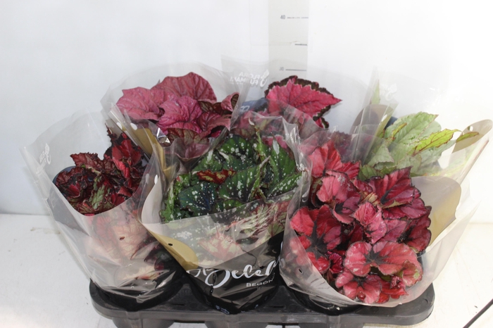 <h4>BEGONIA BELEAF P15 PO</h4>