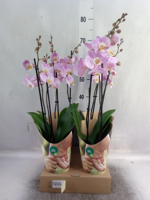 <h4>Phalaenopsis   ...rose</h4>