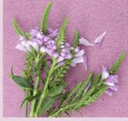 NAO USAR - MACO RABO DE TIGRE