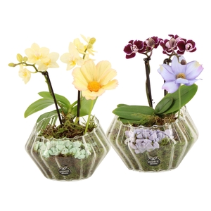 11577: Consideration arrangement