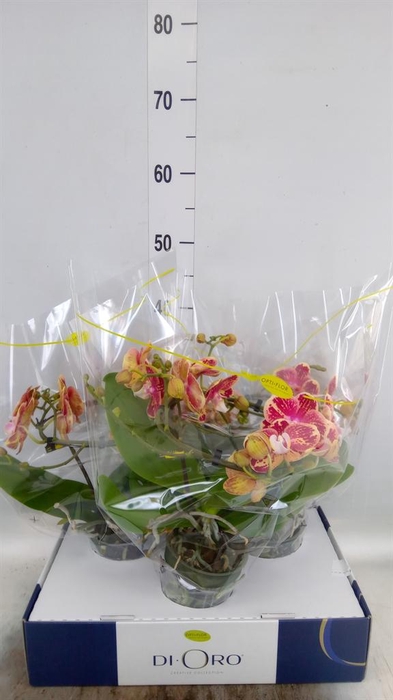 <h4>Phalaenopsis   ...</h4>