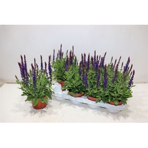 Salvia Ne Se Dp Blue