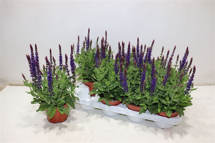 <h4>Salvia Ne Se Dp Blue</h4>