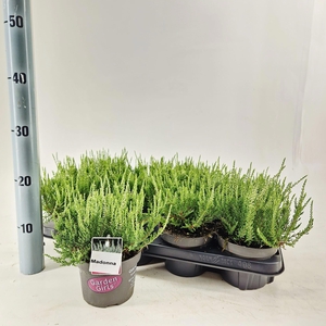 Calluna vulg. 'Madonna' (gg) PBR