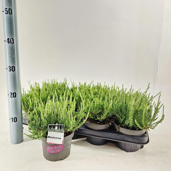 <h4>Calluna vulg. 'Madonna' (gg) PBR</h4>